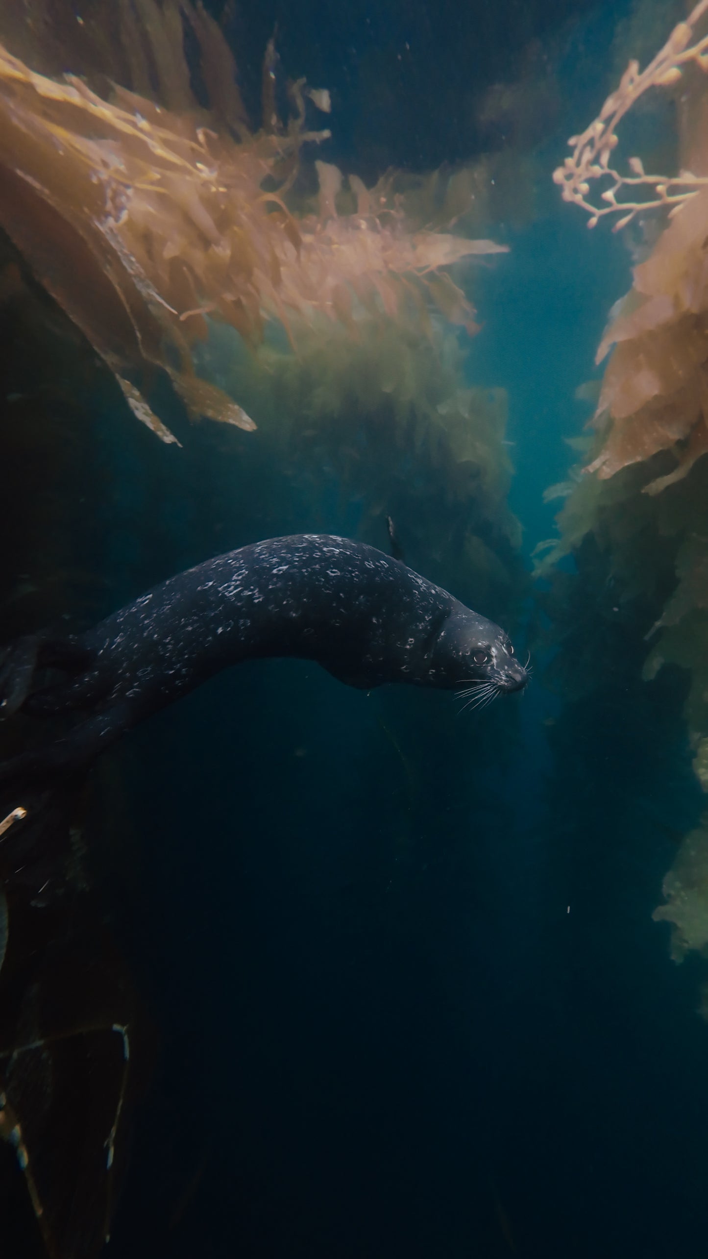 Seal of the Kelp