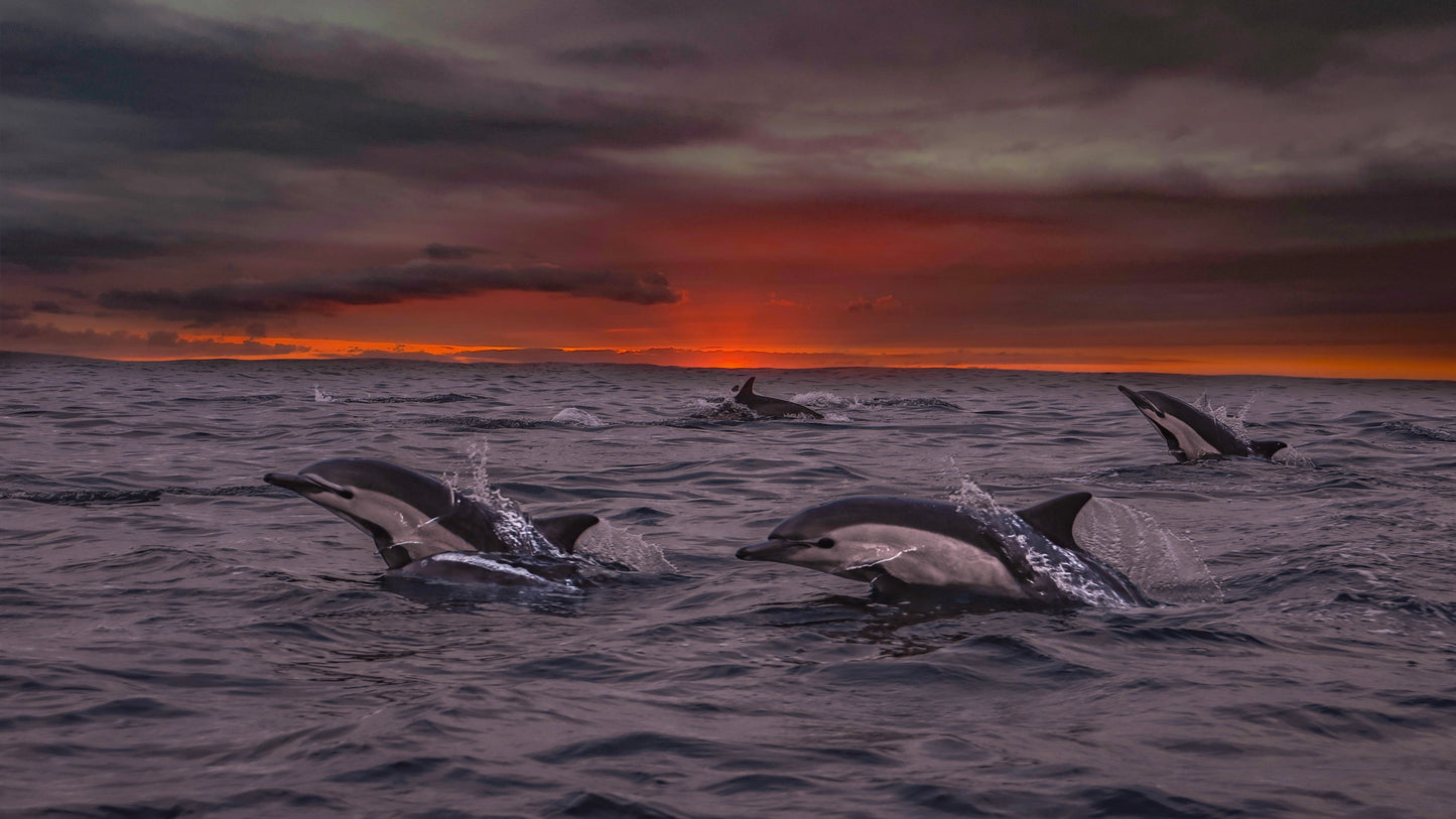 Dances with Dolphins